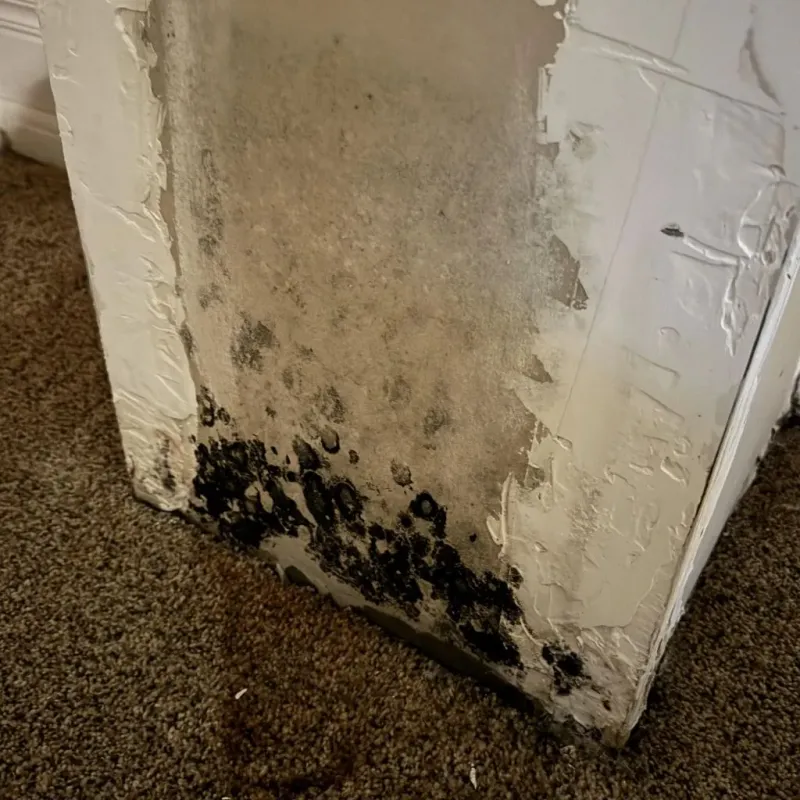 Professional Mold Removal in Las Lomas, TX